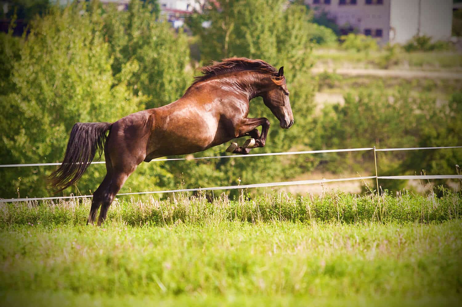 Arthritis prevention is all about protecting your horse’s joints