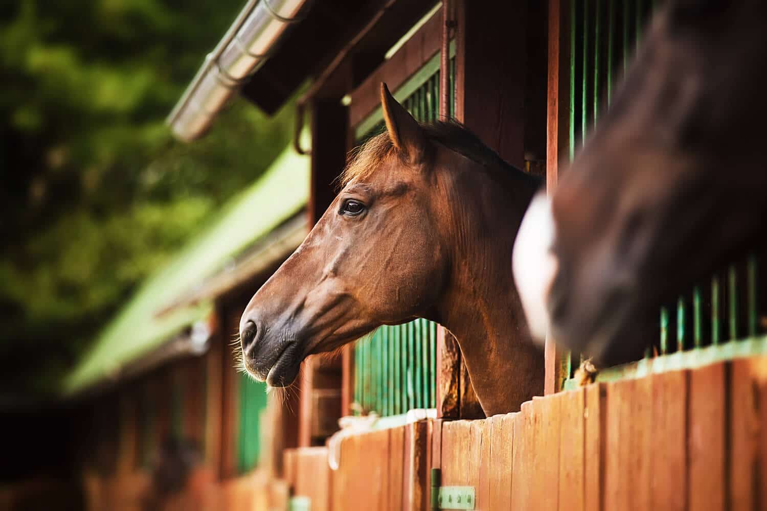Why it is imperative to rest your horse at the first sign of inflammation