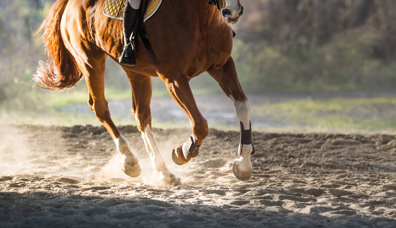 What are the risk factors for arthritis in horses?