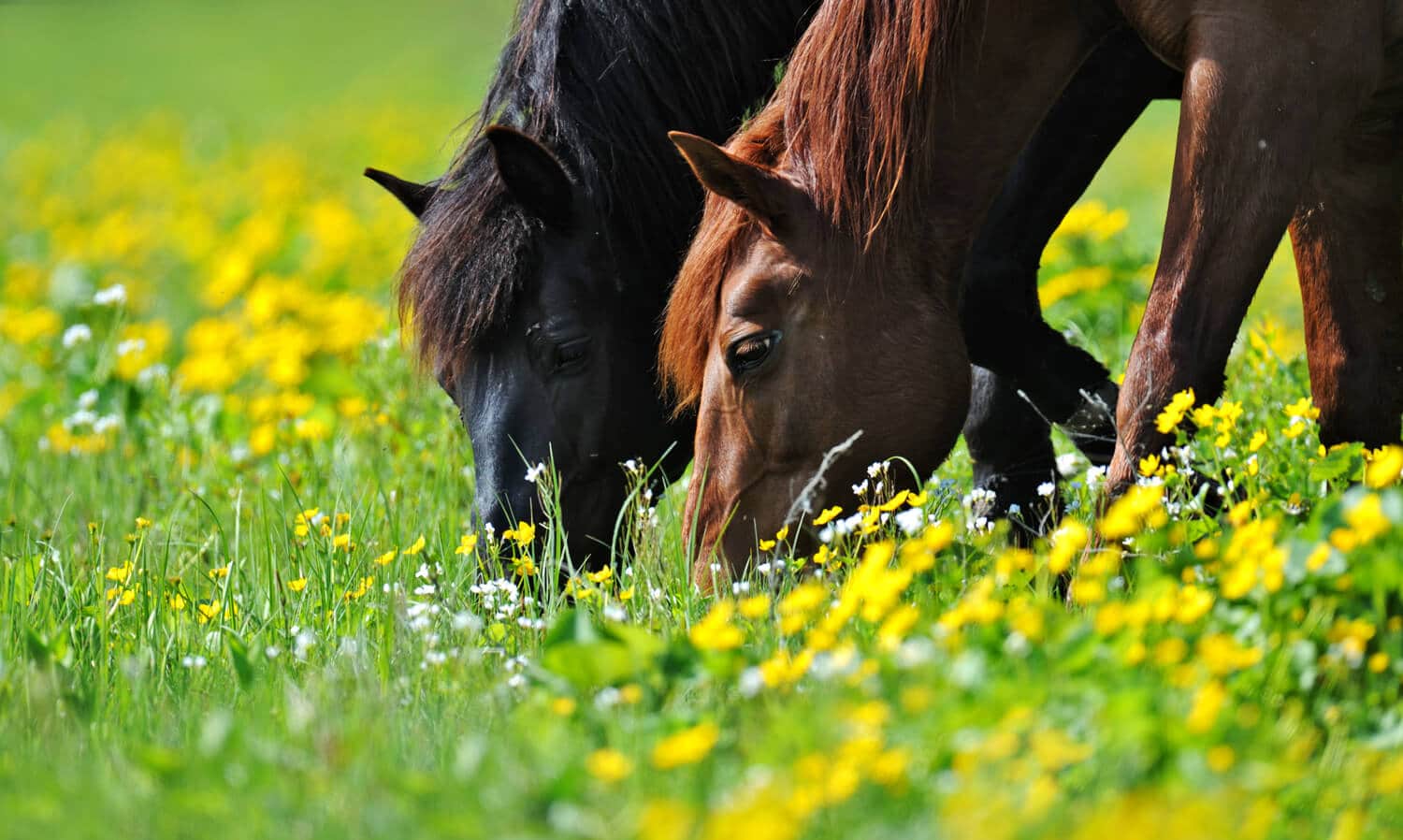Spring health check for senior horses to ensure your senior horse is happy and healthy